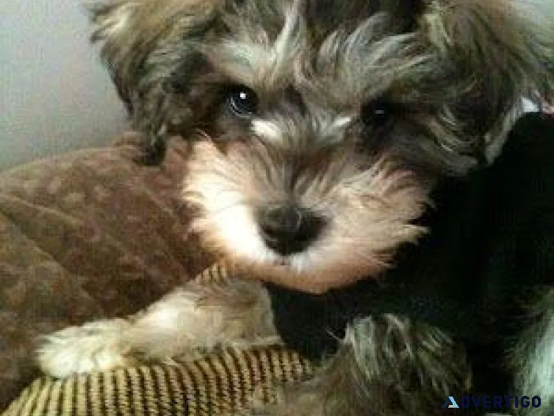 Schnoodle pups
