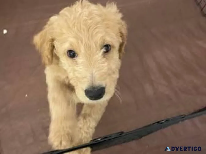 Goldendoodle Female Puppy