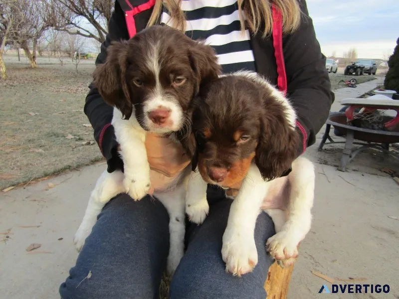 Purebred Brittany Puppies