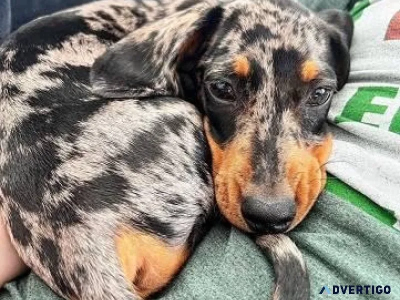pure breed dachshund doggss