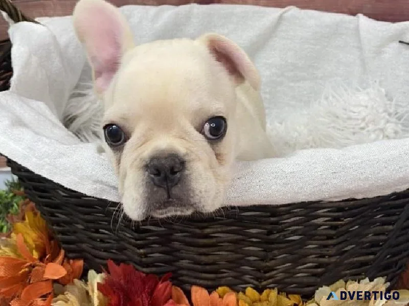 French bulldog puppies 2 left