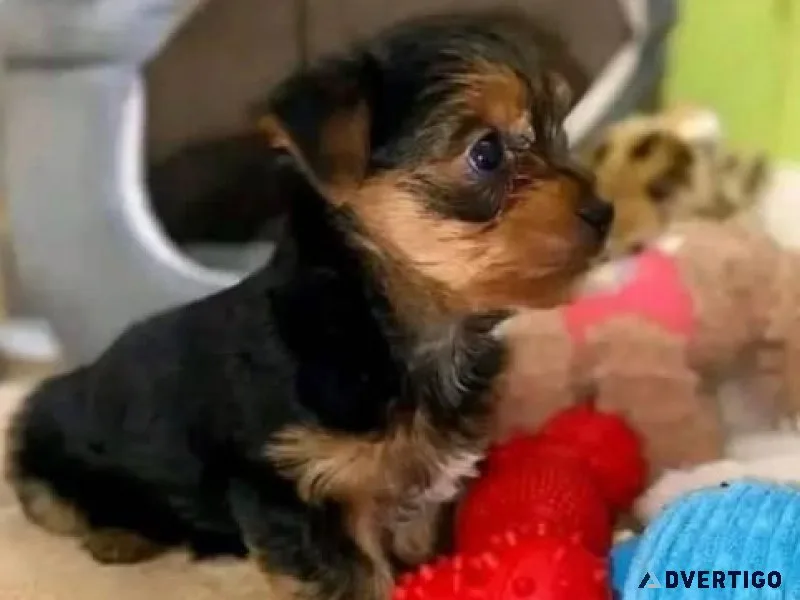 Sweet Yorkie female puppies