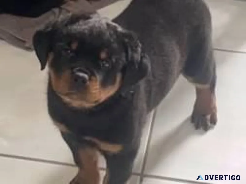 AKC Rottweiler puppies
