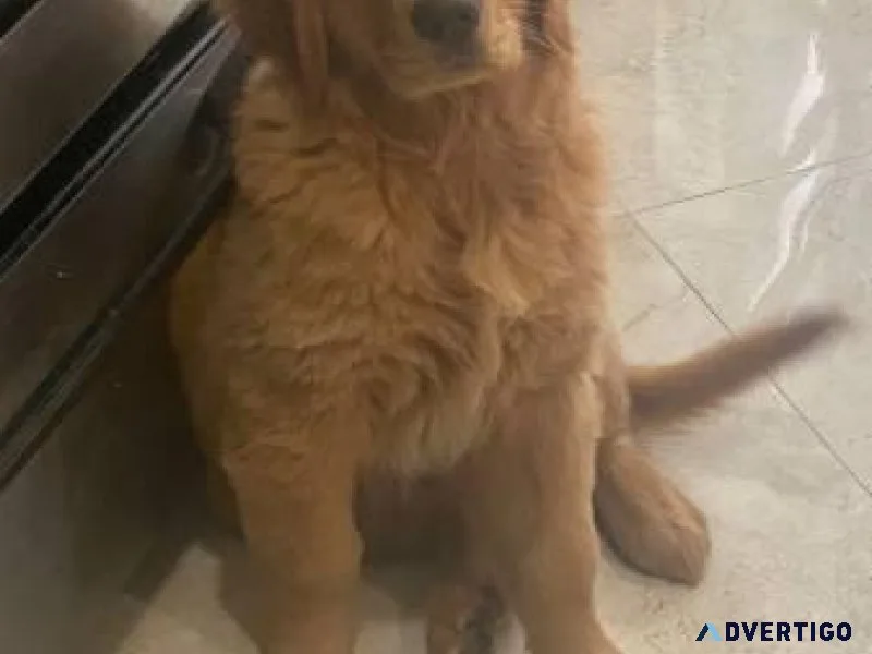 Golden Retriever Female