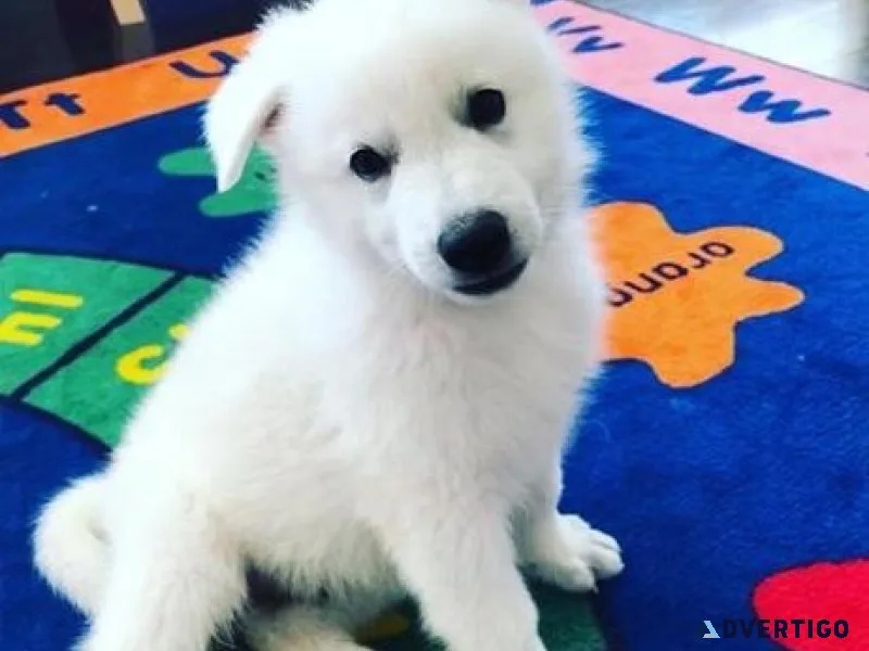 AKC White German Shepherd puppies