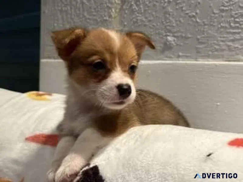 pembroke welsh corgi puppies