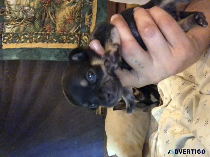 Genuine Apple Head Chihuahua Puppies