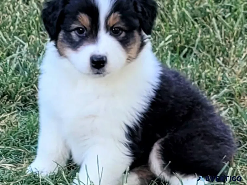 AKC Australian Shepherd Puppies