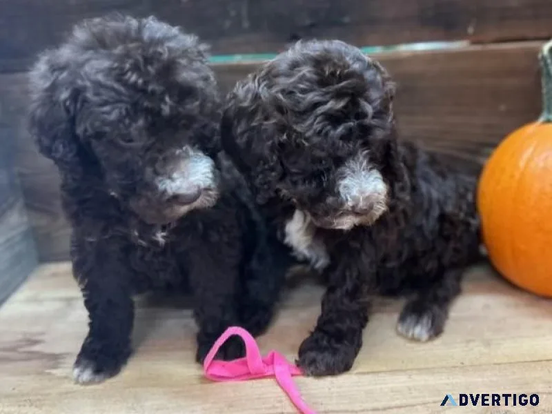 CKC Standard Poodle Pups