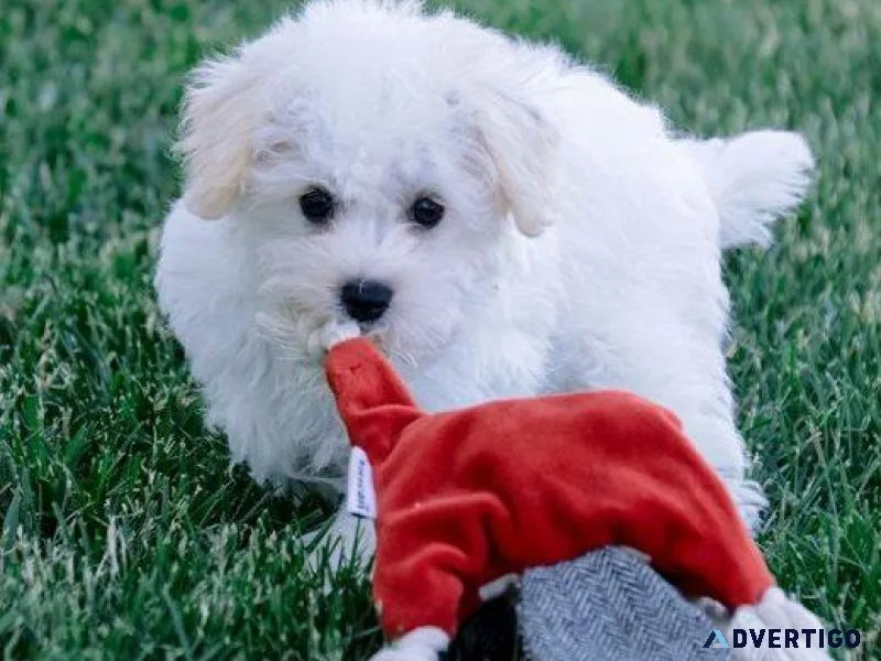 Beautiful Schnoodle puppies