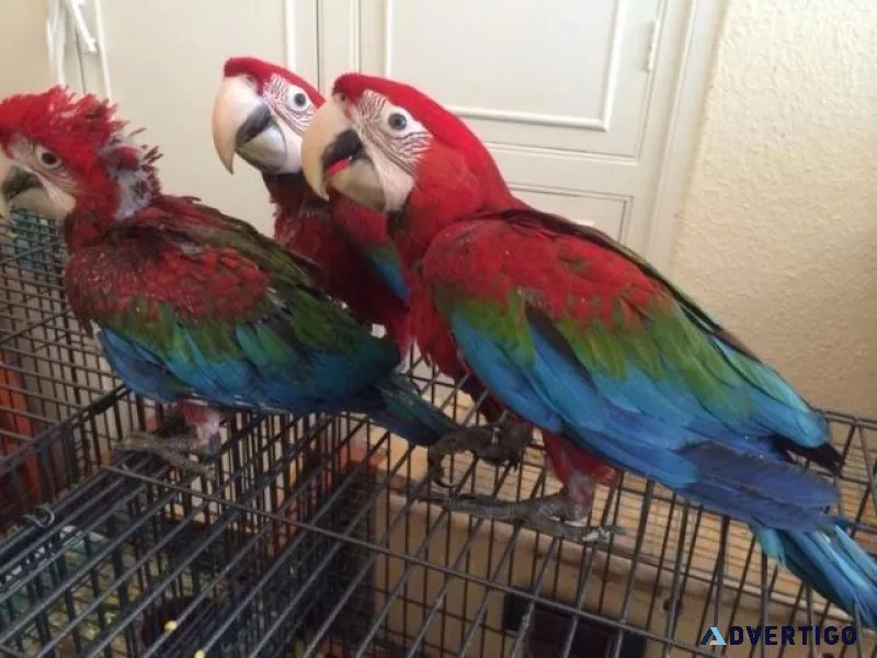 Hand-fed Green Whings Macaws for lovely homes