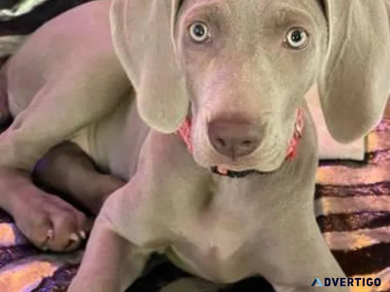 Rehoming of these beautiful weimaraners