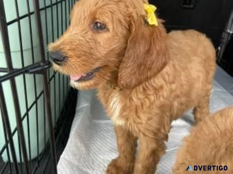 Goldendoodle Puppies Rehoming