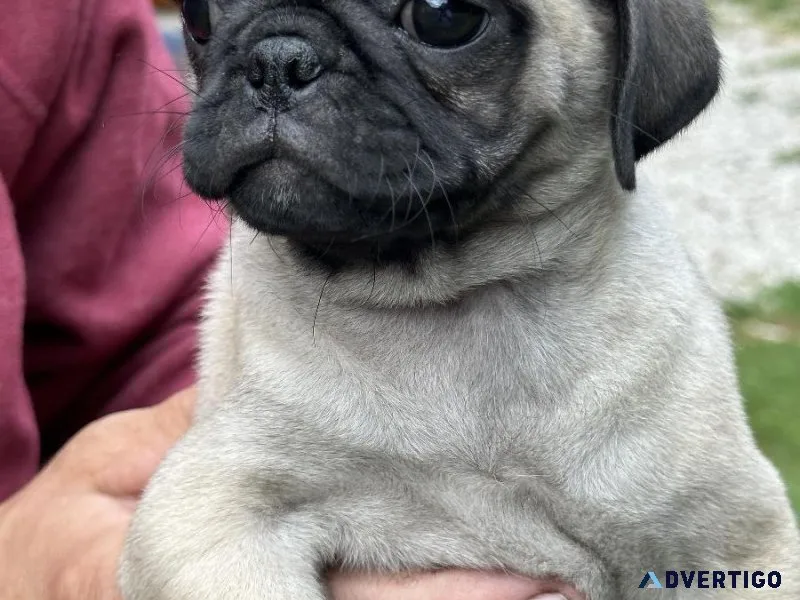 Female pug puppy. First shot and dewormed.