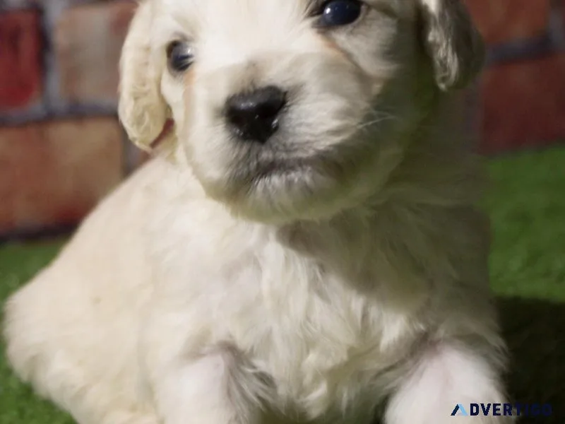 mini goldendoodle