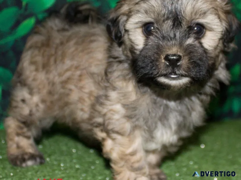shih a poo