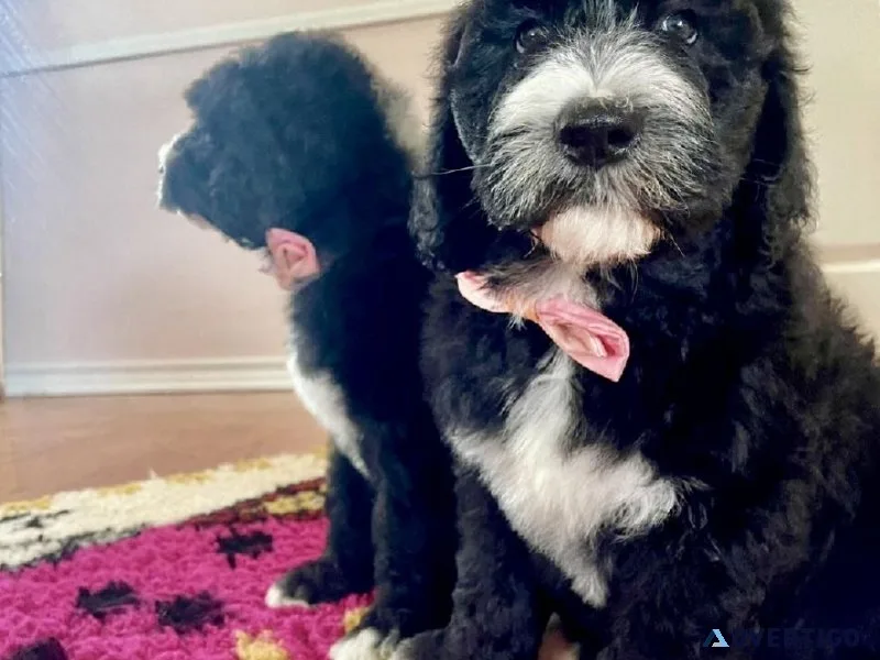Sheepadoodle Puppies