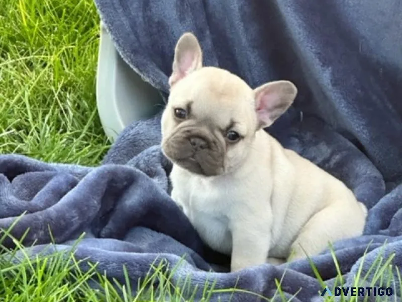 frenchie babies