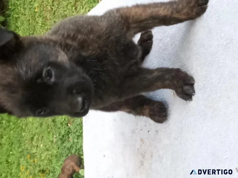 UkC registered Dutch Shepherds