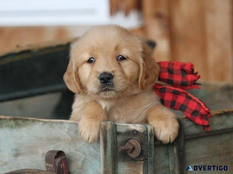 Wildwood Doodles No puppy mill Pledge