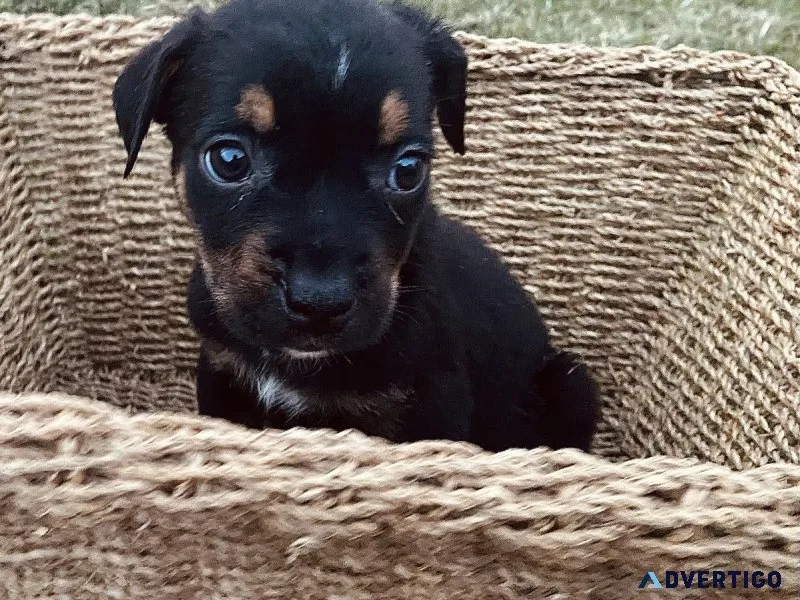 American Bully x Rottweiler Puppies