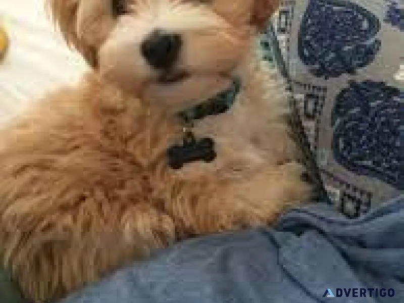 Toy Maltipoo Puppies