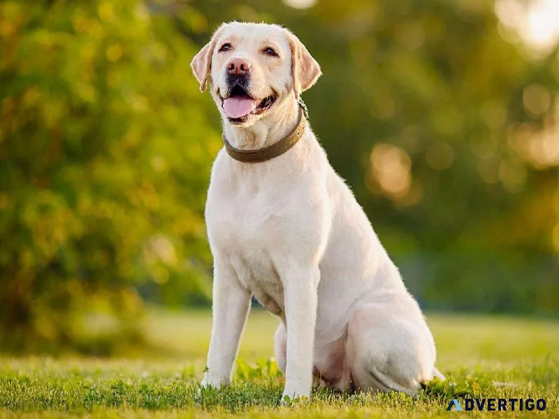 Best Dog And Puppies In Delhi