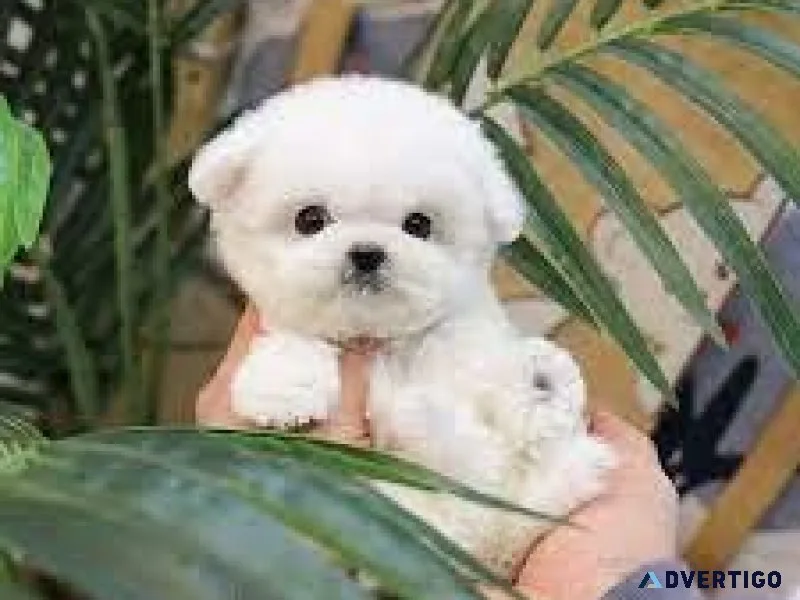 Pure Bichon Puppies