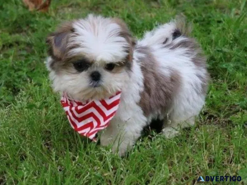 Shih Tzu For Sale