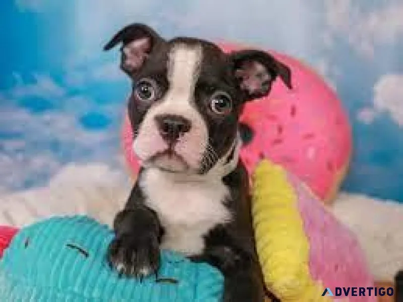 Boston terriers