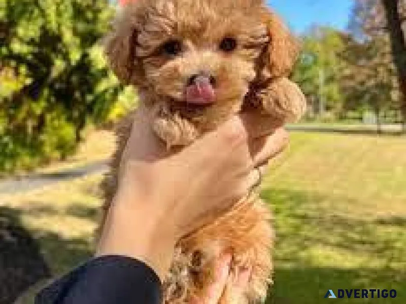 Tiny toy and Toy size poodle boy and girl