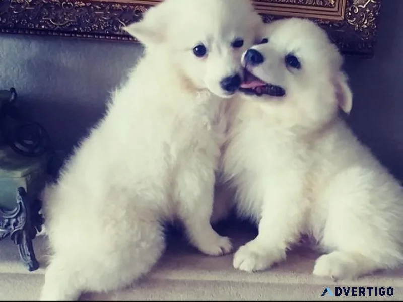 good Samoyed pups