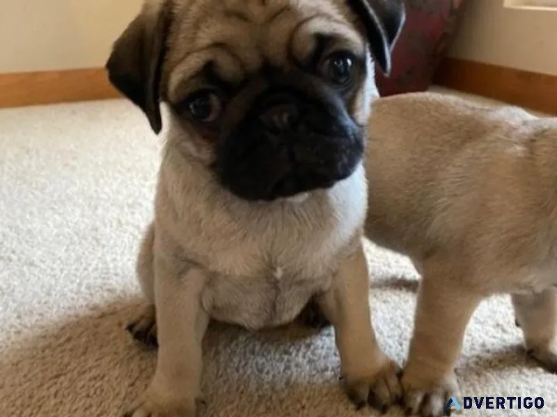 Confident Pug pups available