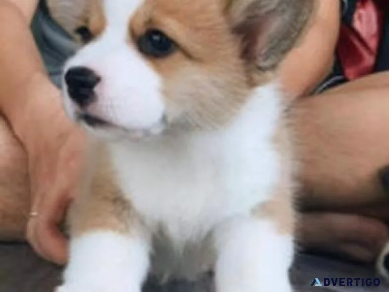 Pembroke Corgi Puppies For Sale