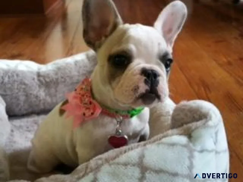 French bulldog puppy&rsquos