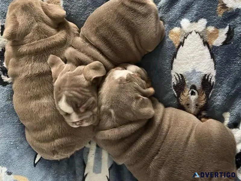 Lovely English Bulldog puppies