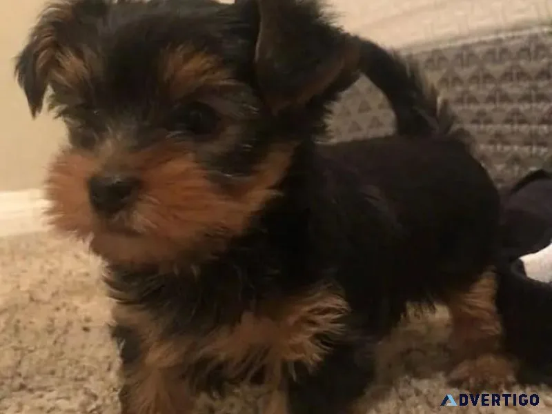 Teacup Yorkie Puppies Available