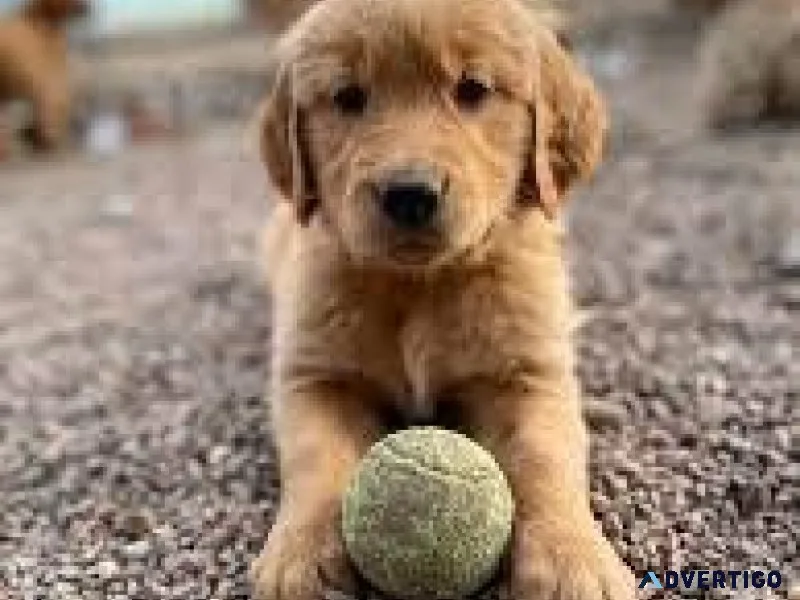 Golden doodle pups. Only 2 left