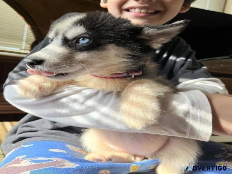 Siberian Huskys females and males puppies