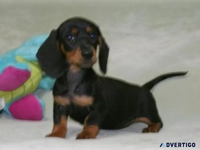 Miniature Dachshund Puppies For Sale