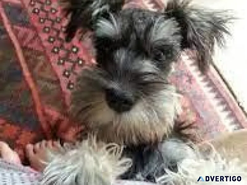 Miniature Schnauzers ready to go