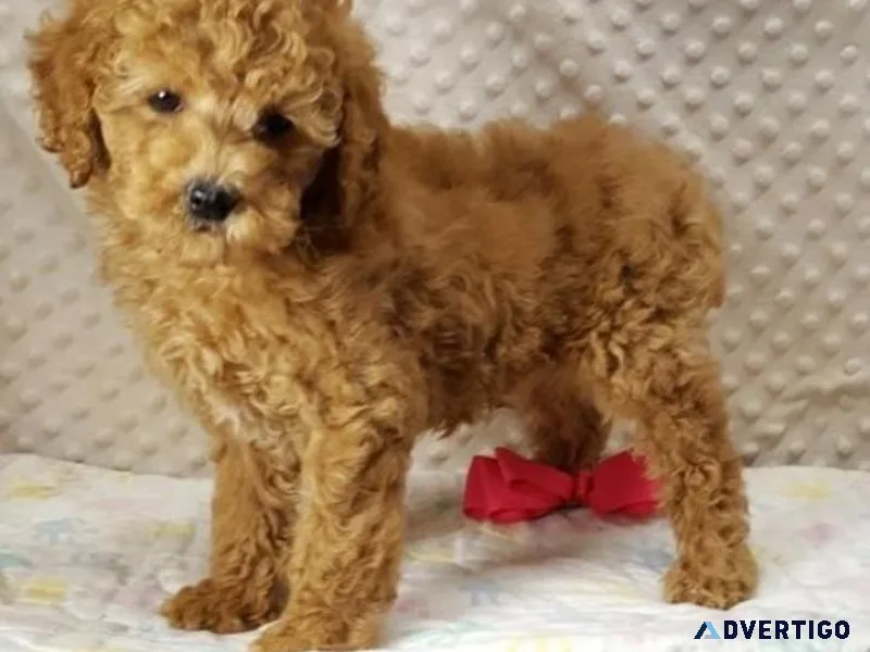 Amazing Golden Doodle Puppies