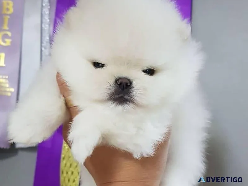 Pomeranian puppies for sale