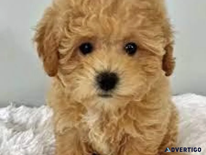 Malshi Puppies