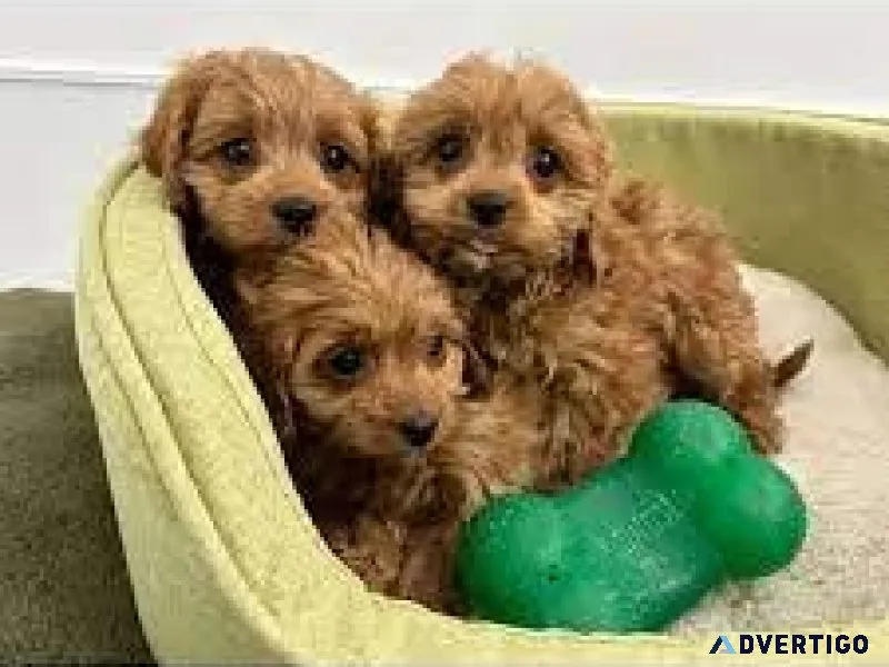 AKC REGISTERED TOY POODLE PUPS