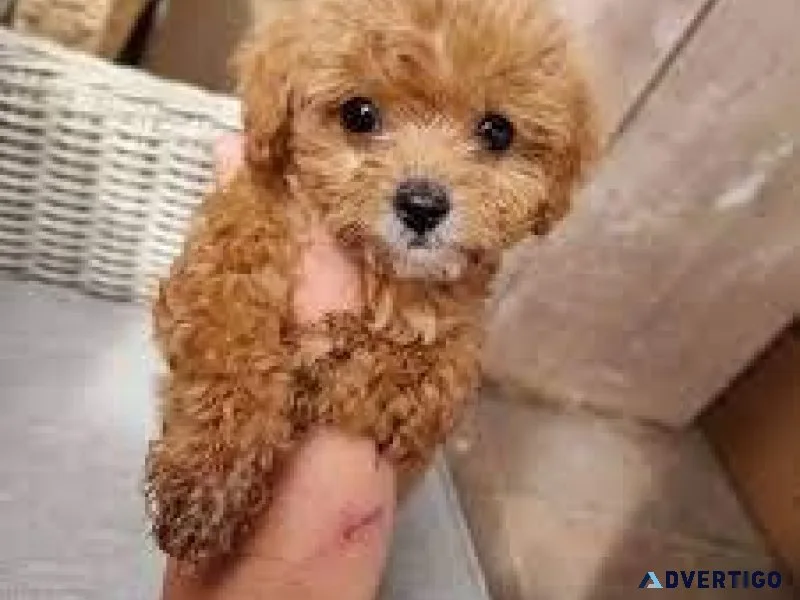 Adorable Cavapoo puppies