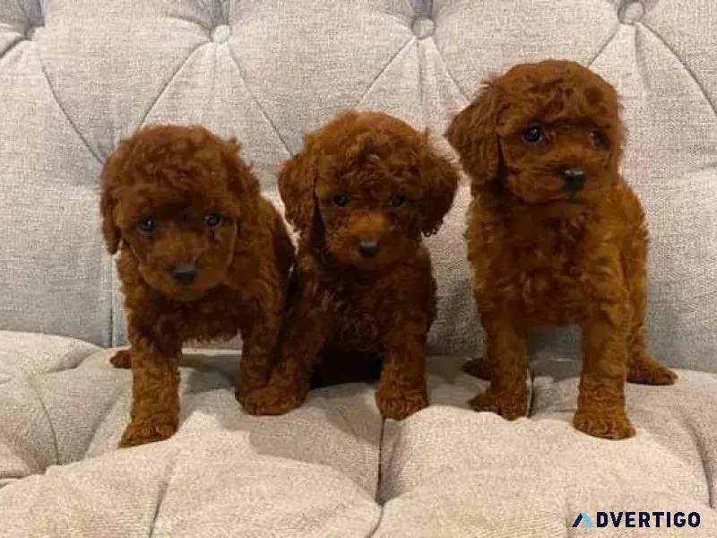 Beautiful Toy Poodle Puppies.