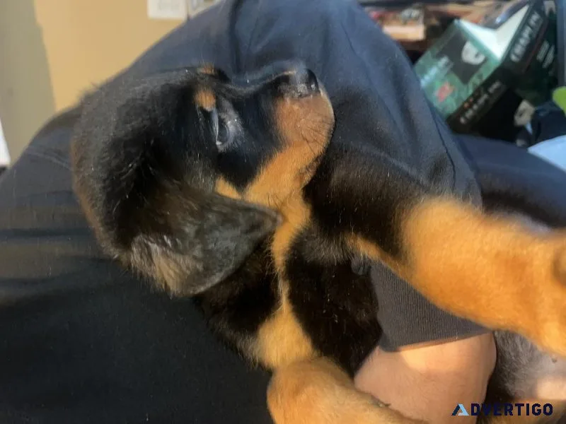 Rottweiler puppies