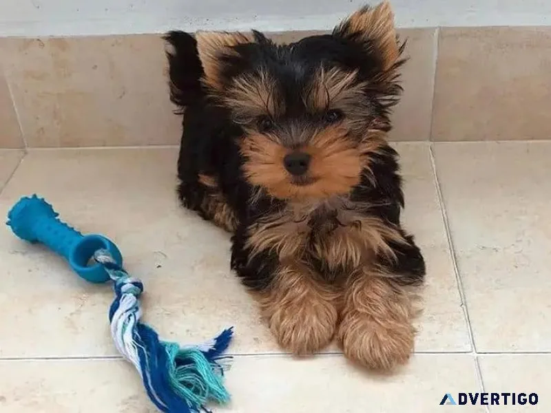 Miniature Yorkshire Terrier