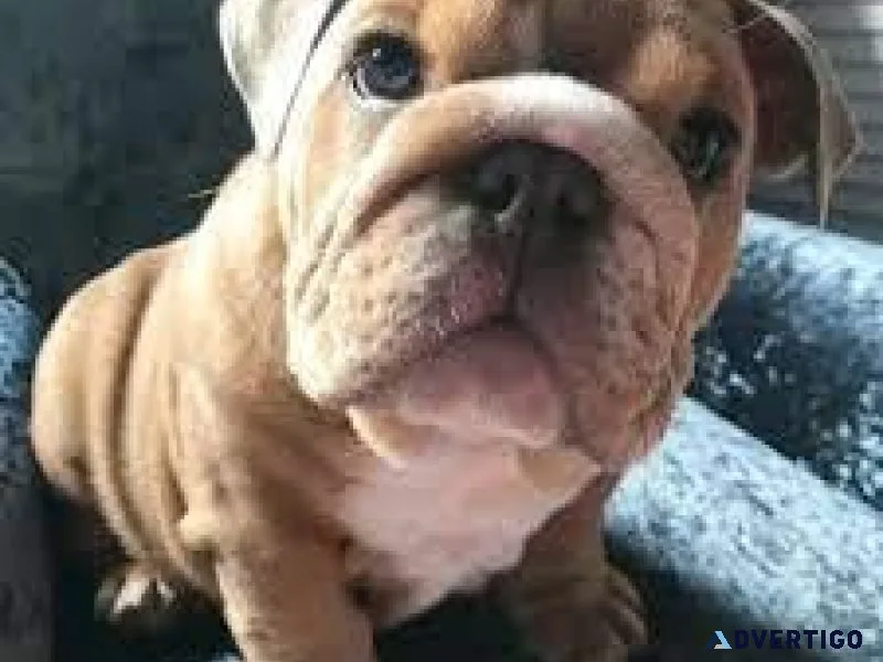 English Bulldog puppies AKC registered